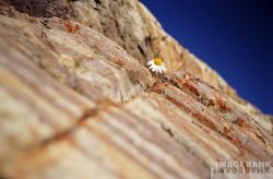 daisy in the rock